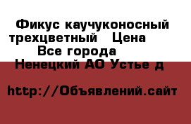 Фикус каучуконосный трехцветный › Цена ­ 500 - Все города  »    . Ненецкий АО,Устье д.
